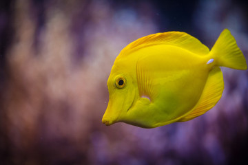 yellow Fish