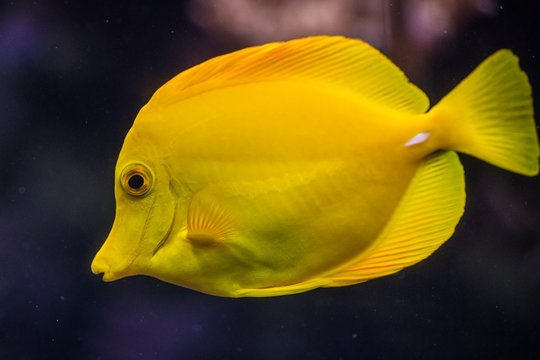 yellow fish