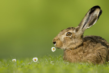 Obraz premium Osterhase/Feldhase sitzt in Wiese mit Blume im Mund