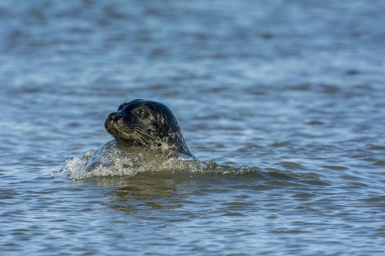 Les phoques de la c&ocirc;te Picarde en Baie d'Authie, &agrave; Berck-sur-m