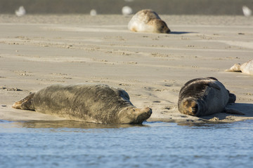 Fototapeta premium Les phoques de la côte Picarde en Baie d'Authie, à Berck-sur-m