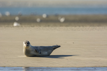 Fototapeta premium Les phoques de la côte Picarde en Baie d'Authie, à Berck-sur-m
