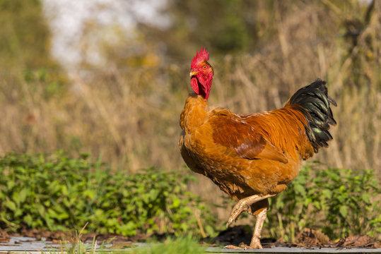Poulets (Poules et coqs) de chair dans un &eacute;levage traditionnel