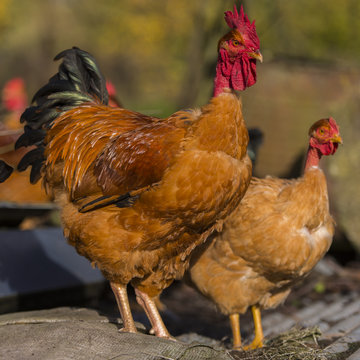 Poulets (Poules et coqs) de chair dans un &eacute;levage traditionnel