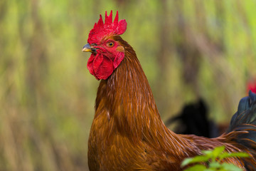 Poulets (Poules et coqs) de chair dans un élevage traditionnel