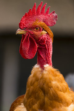 Poulets (Poules et coqs) de chair dans un &eacute;levage traditionnel