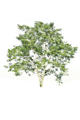 Tree isolate on a white background