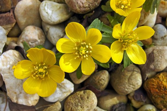Eranthis, Winterling, winter aconite