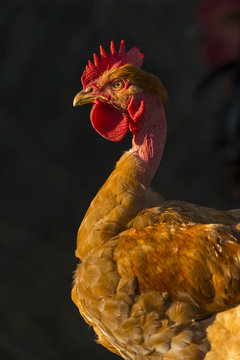Poulets (Poules et coqs) de chair dans un &eacute;levage traditionnel