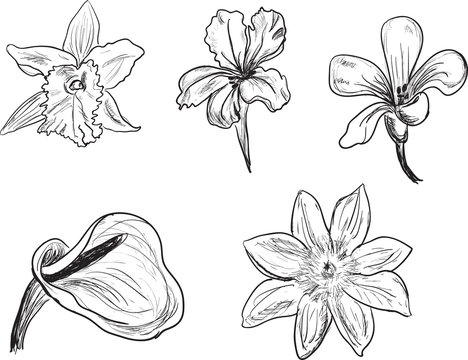 set of five flowers sketches isolated on white