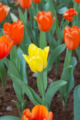 Yellow and Orange Tulips in Flower Garden.
