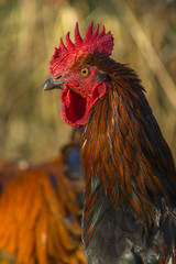 Poulets (Poules et coqs) de chair dans un élevage traditionnel