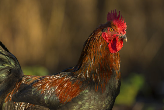 Poulets (Poules et coqs) de chair dans un &eacute;levage traditionnel