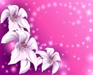 beautiful pink background with white lilies