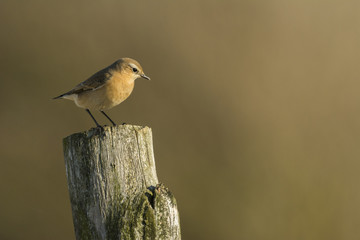 Traquet motteux (Oenanthe oenanthe - Northern Wheatear)