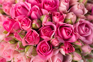 beautiful pink rose flowers