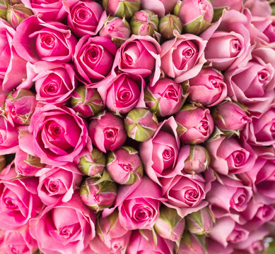 beautiful pink rose flowers