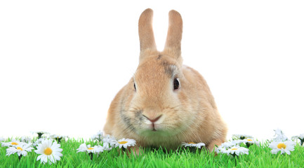 Dwarf rabbit on white background