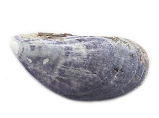 Miesmuschel (Mytilus) / weißer HG