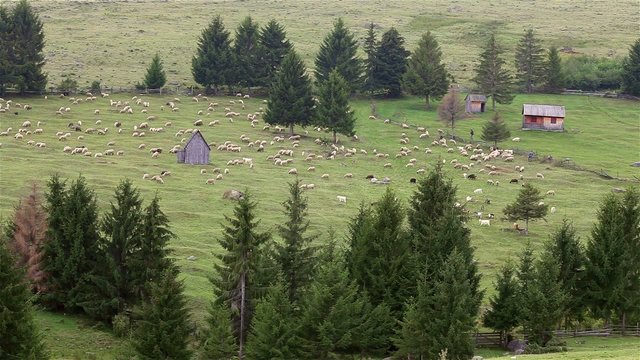 Stop motion mountain landscape with grazing sheep