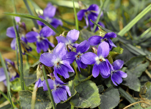 Wild Violets  Flowers Blooming In Spring Meadow