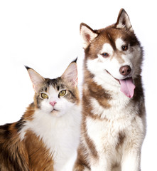 Siberian Husky and cat breeds Maine Coon, Cat and dog