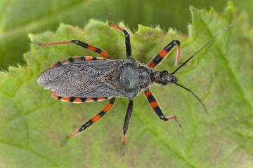 Rhynocoris annulatus, an Assassin bug, sitting on leaf