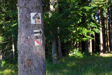 Sygnatury szlaków turystycznych na drzewie