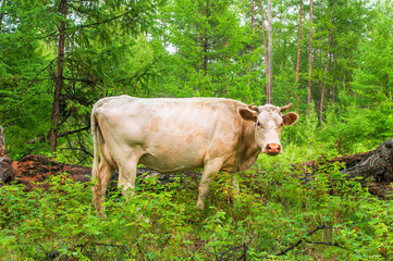 Cow  in pine forest