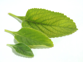Folhas de boldo