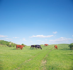 Fototapeta na wymiar Herd of cows on green summer field