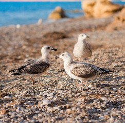 seagulls on the beach