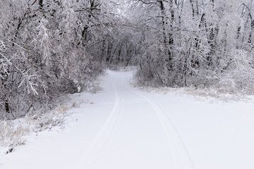 Obraz premium forest in winter