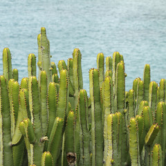 Canary Island Spurge,endemic to the Canary Islands succulent