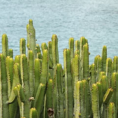 Foto op Aluminium Canary Island Spurge,endemic to the Canary Islands succulent © Malgorzata Kistryn