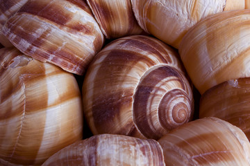 Snail shell