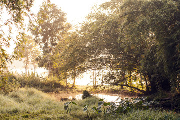 wet land scene at sun dawn