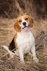 Beagle dog portrait outdoors - obrazy, fototapety, plakaty