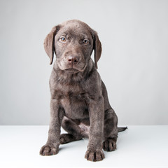 Fototapeta premium Puppy labrador retriever dog isolated on a white background.