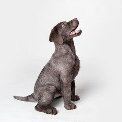 Puppy labrador retriever dog isolated on a white background.