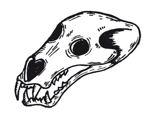 teschio pantera orso © MarcoPoggioli