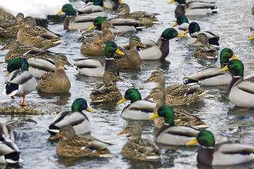 large group of ducks swimming in river