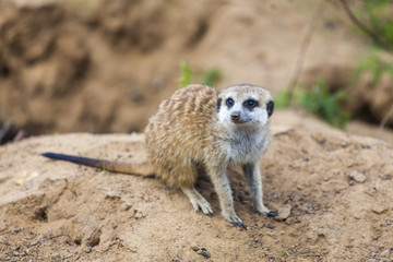 Fototapeta premium Meerkat on sand