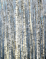 Winter sunny birch grove