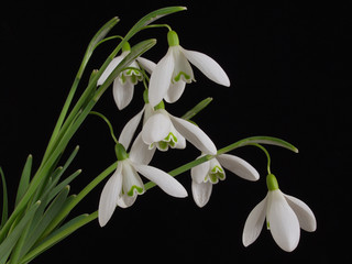 Obraz premium perce neige