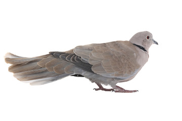 eurasian collared dove