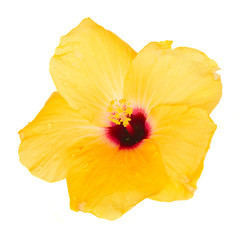 one yellow hibiscus flower