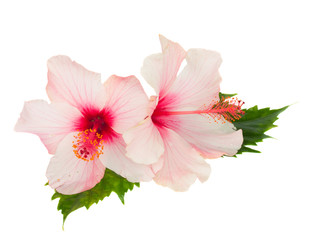 two pink hibiscus flowers with leaves - obrazy, fototapety, plakaty