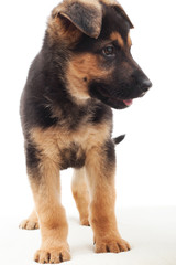 German Shepherd puppy
