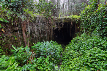 Entrance of one of two Kaumana caves in Big island